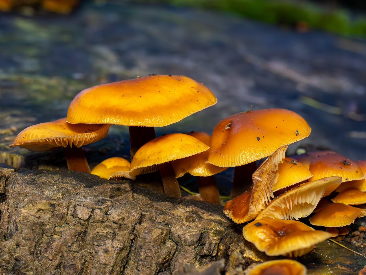 flammulina-velutipes_2024-12-30_1-15