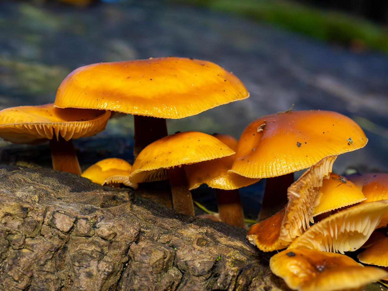 flammulina-velutipes_2024-12-30_1-16