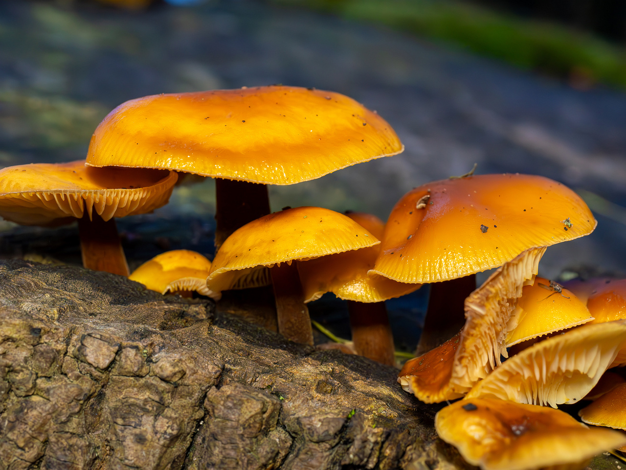 flammulina-velutipes_2024-12-30_1-17