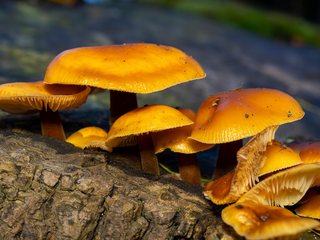 flammulina-velutipes_2024-12-30_1-18