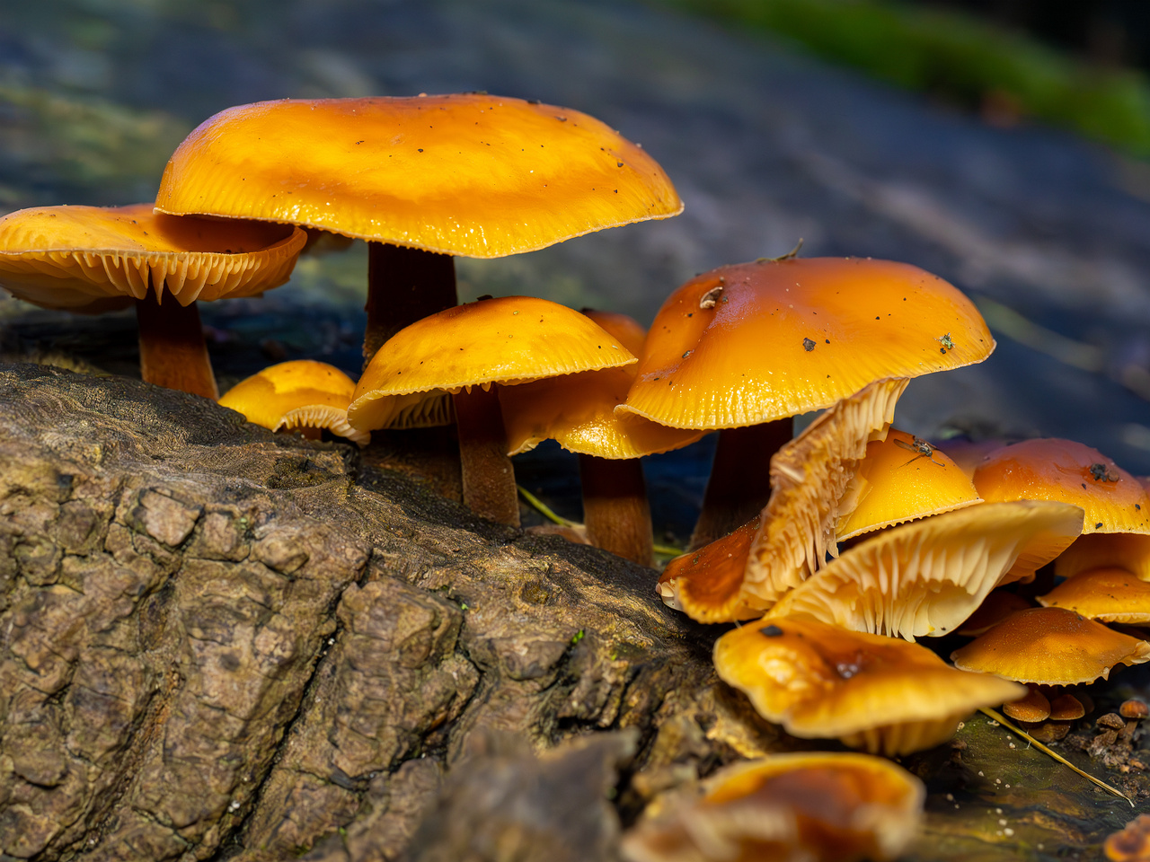 flammulina-velutipes_2024-12-30_1-19