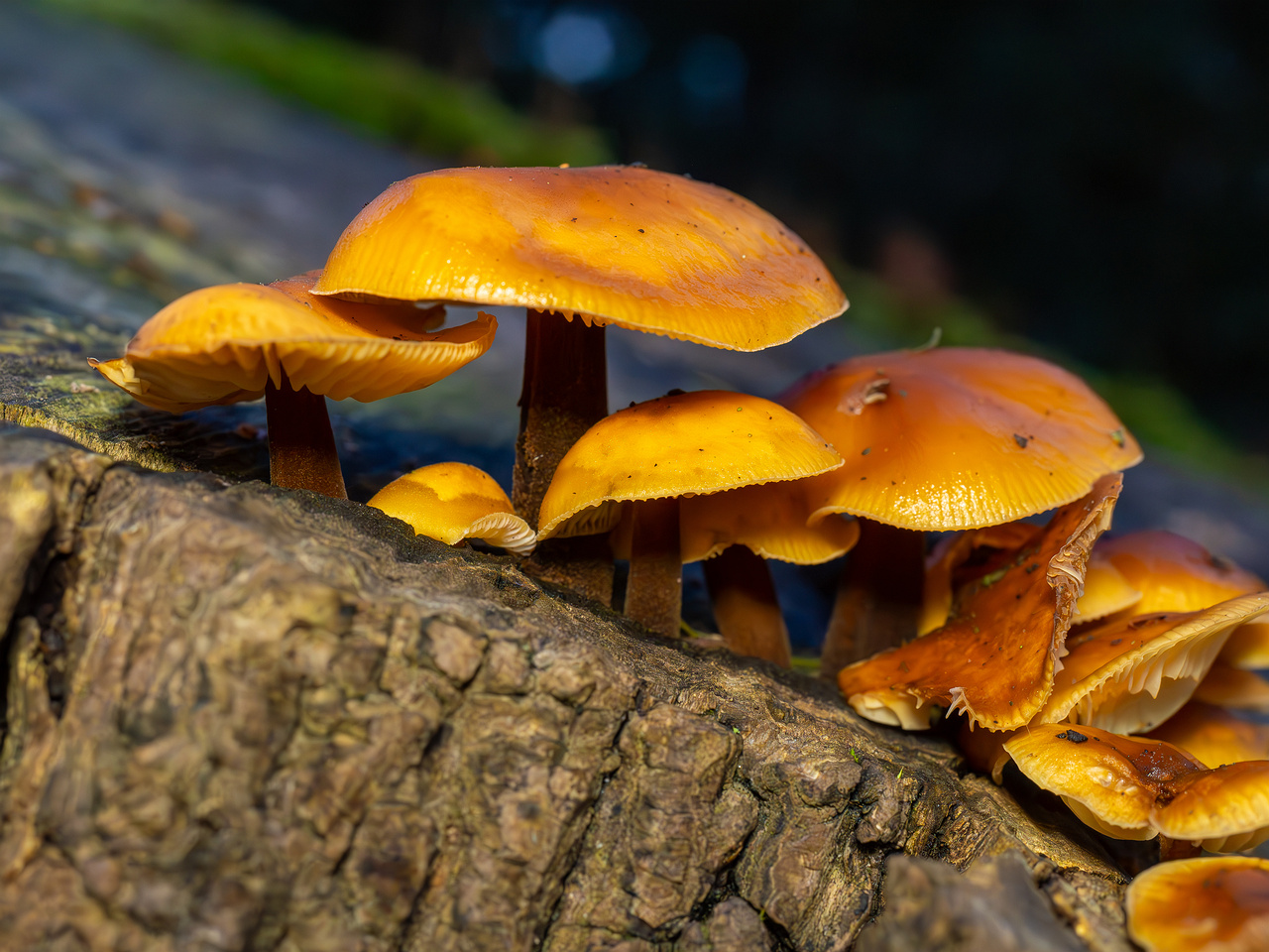 flammulina-velutipes_2024-12-30_1-2