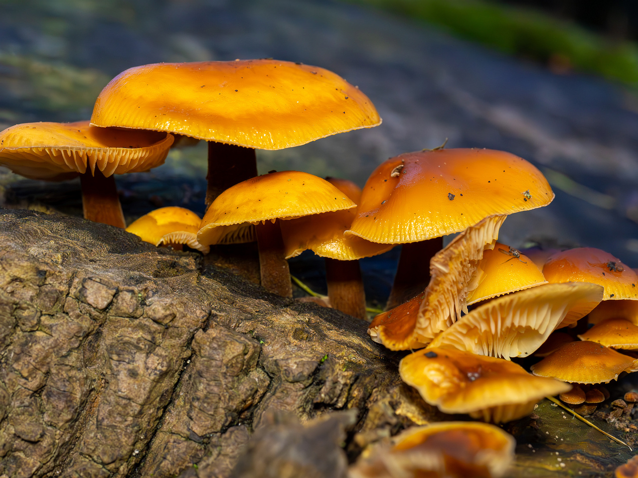 flammulina-velutipes_2024-12-30_1-20