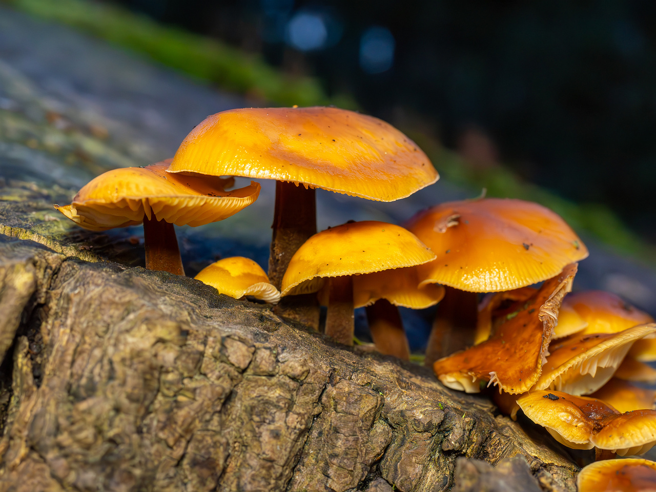 flammulina-velutipes_2024-12-30_1-3