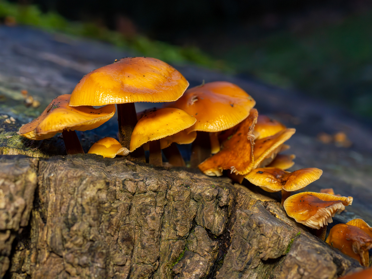 flammulina-velutipes_2024-12-30_1-4