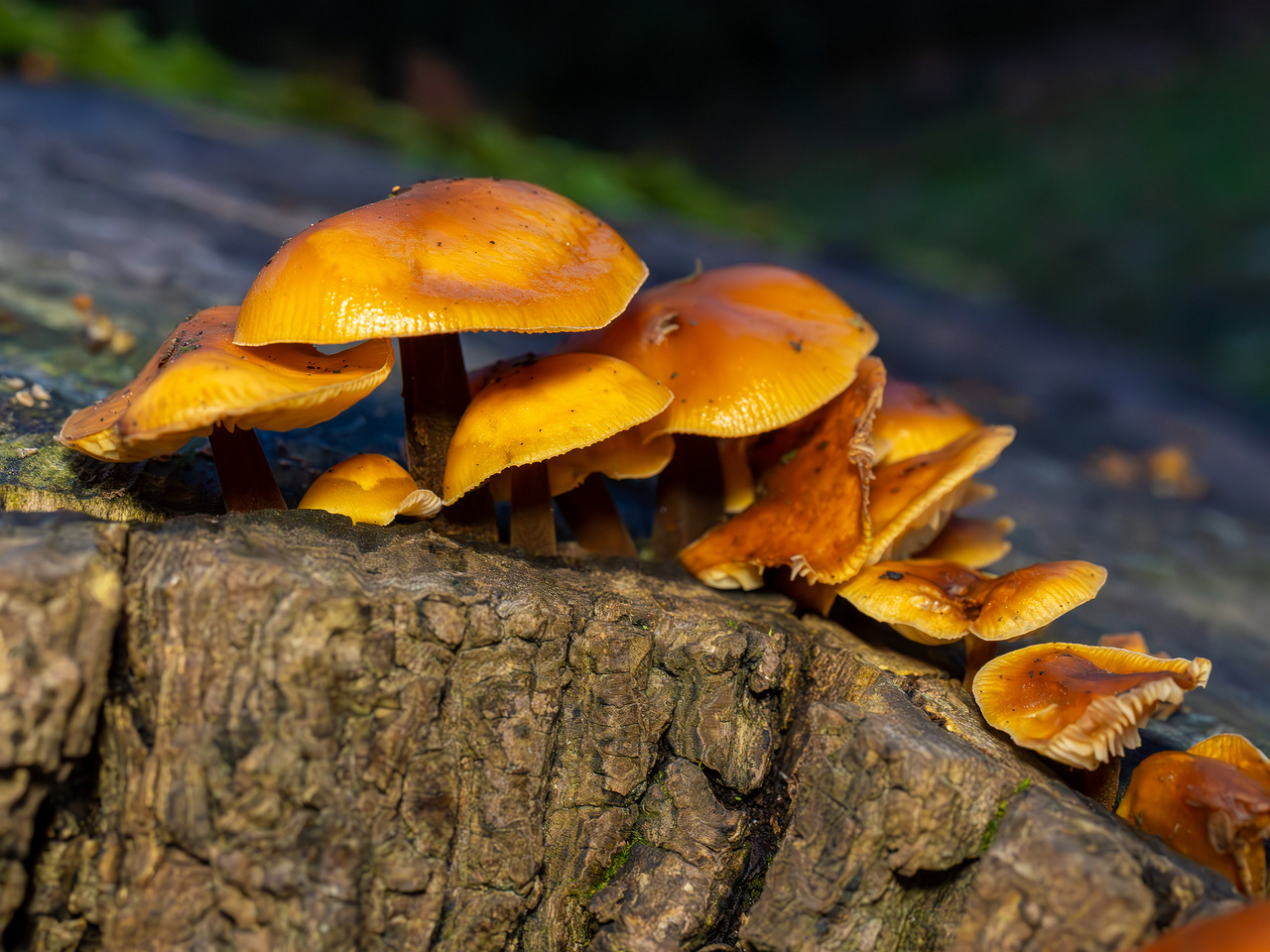 flammulina-velutipes_2024-12-30_1-5