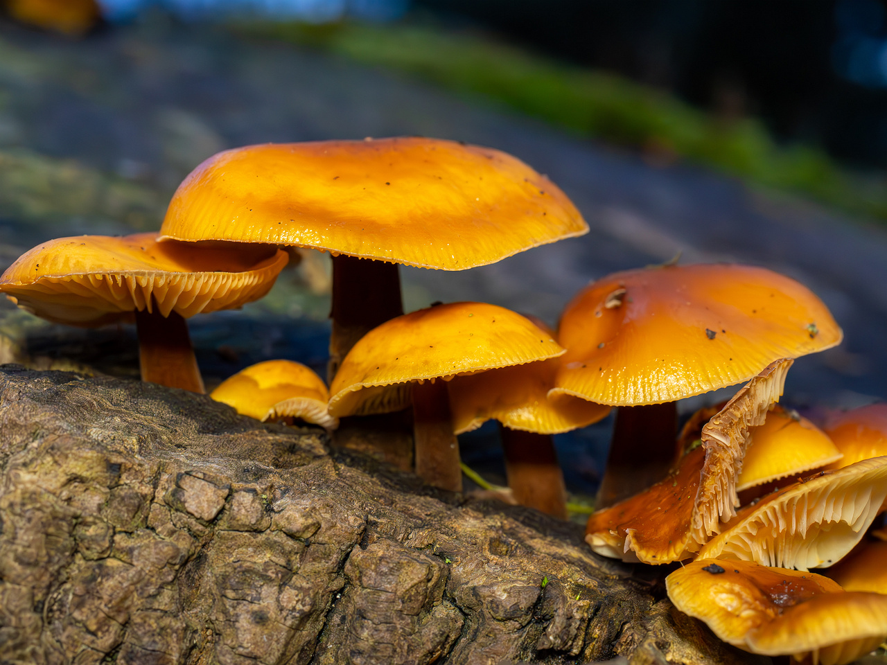 flammulina-velutipes_2024-12-30_1-6