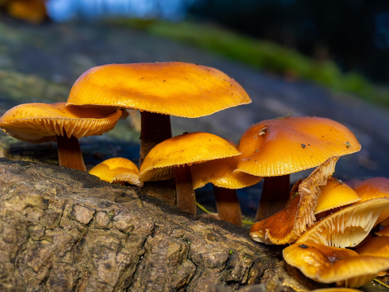 flammulina-velutipes_2024-12-30_1-7