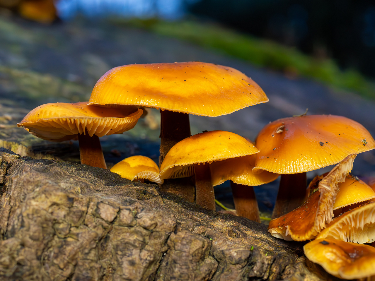 flammulina-velutipes_2024-12-30_1-8