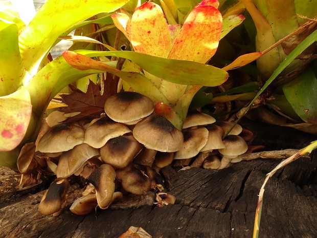 Armillaria mellea - Опёнок осенний - Honey Mushroom - Hallimasch