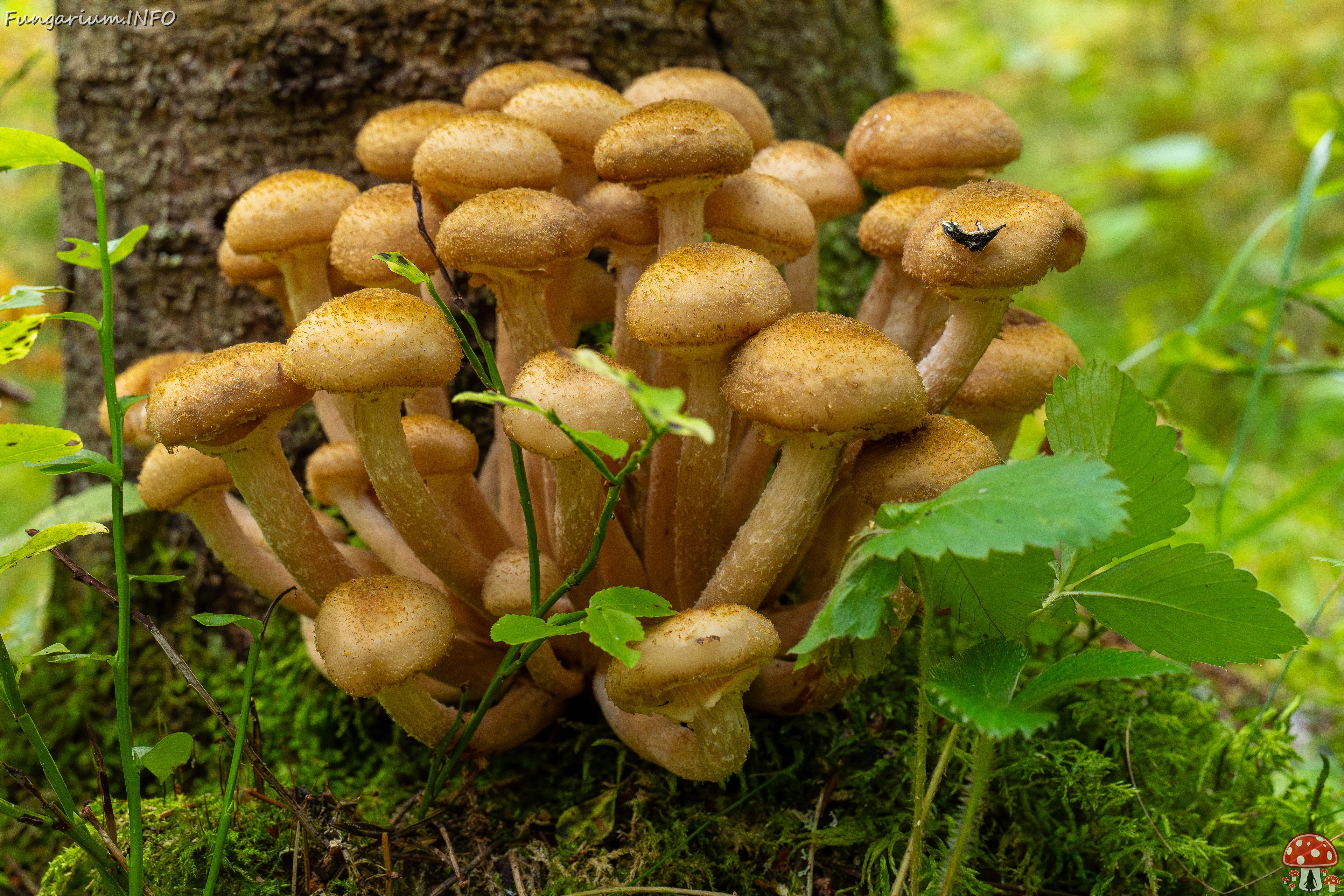 !Armillaria mellea _2025-09-06_1-18 