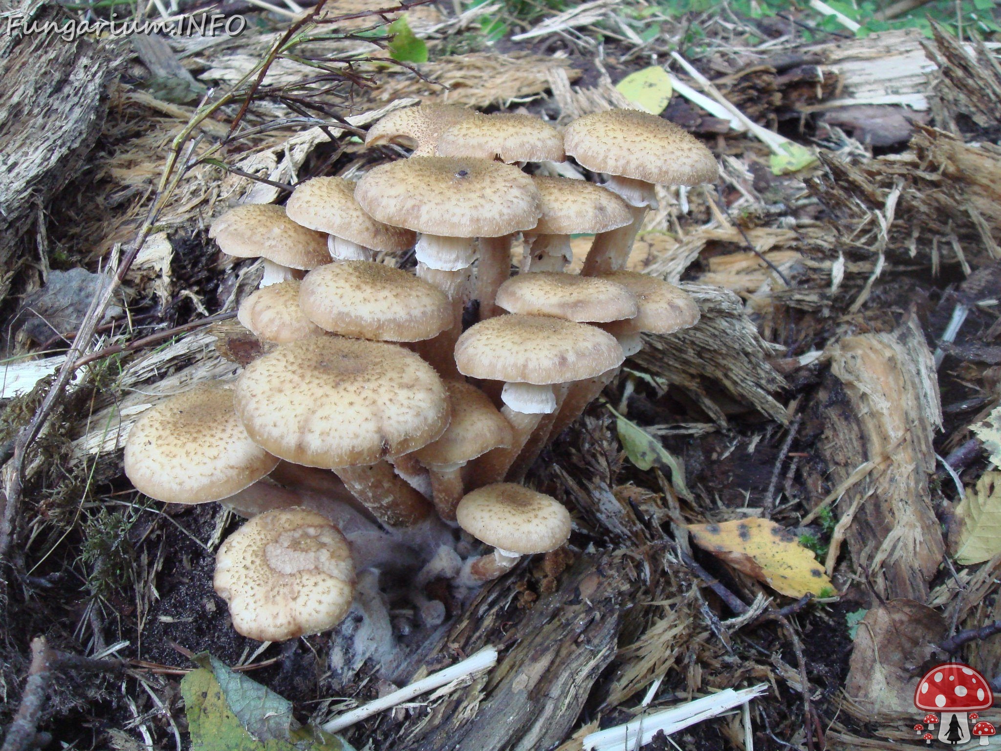 fungi-0003961 