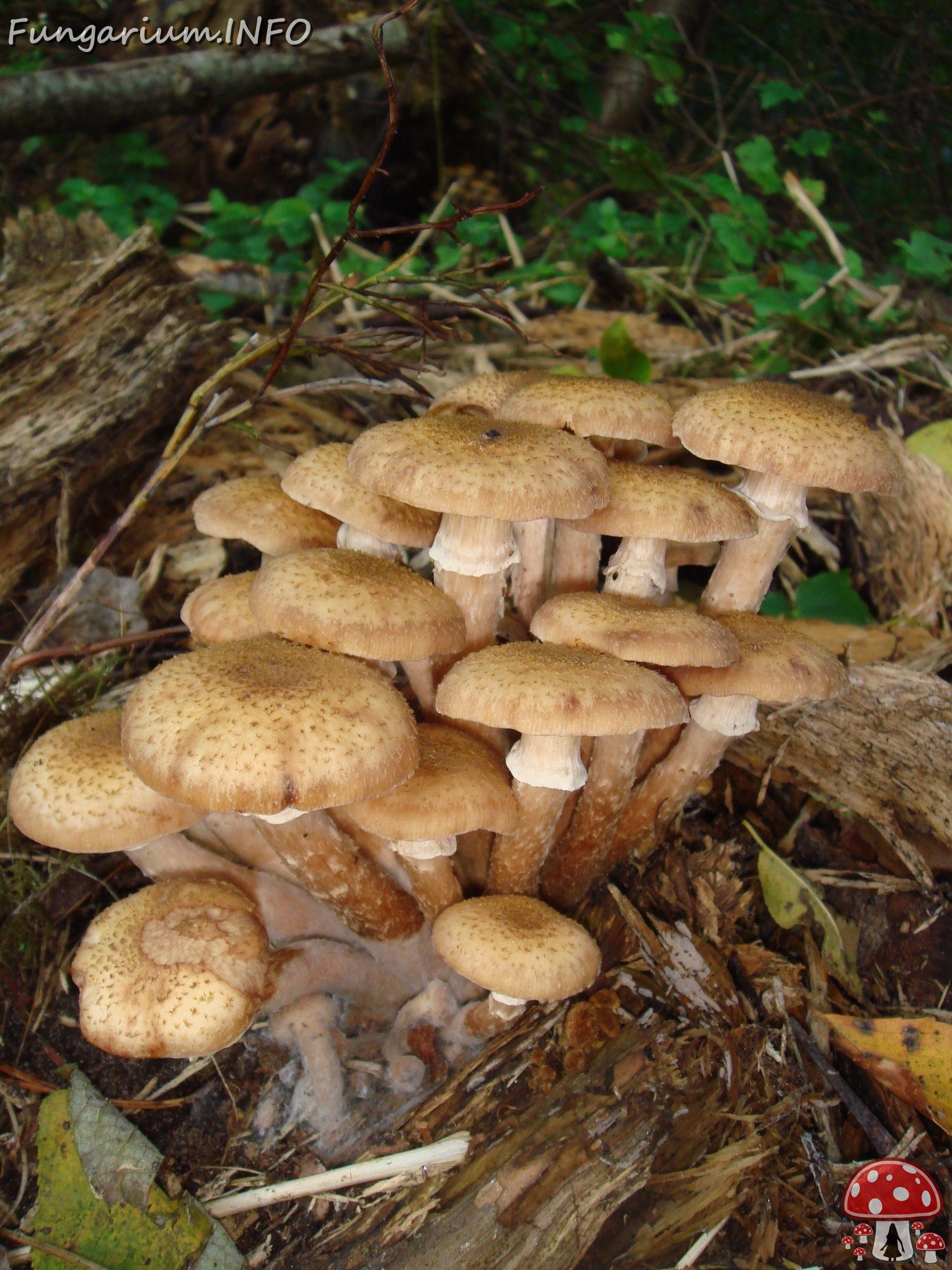 fungi-0003962 