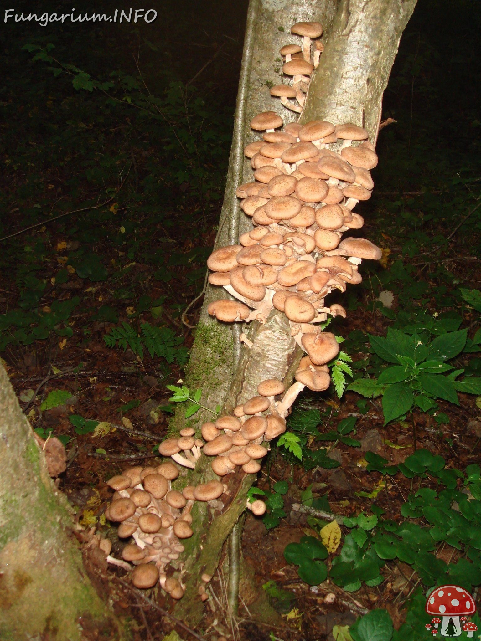 fungi-0004095 