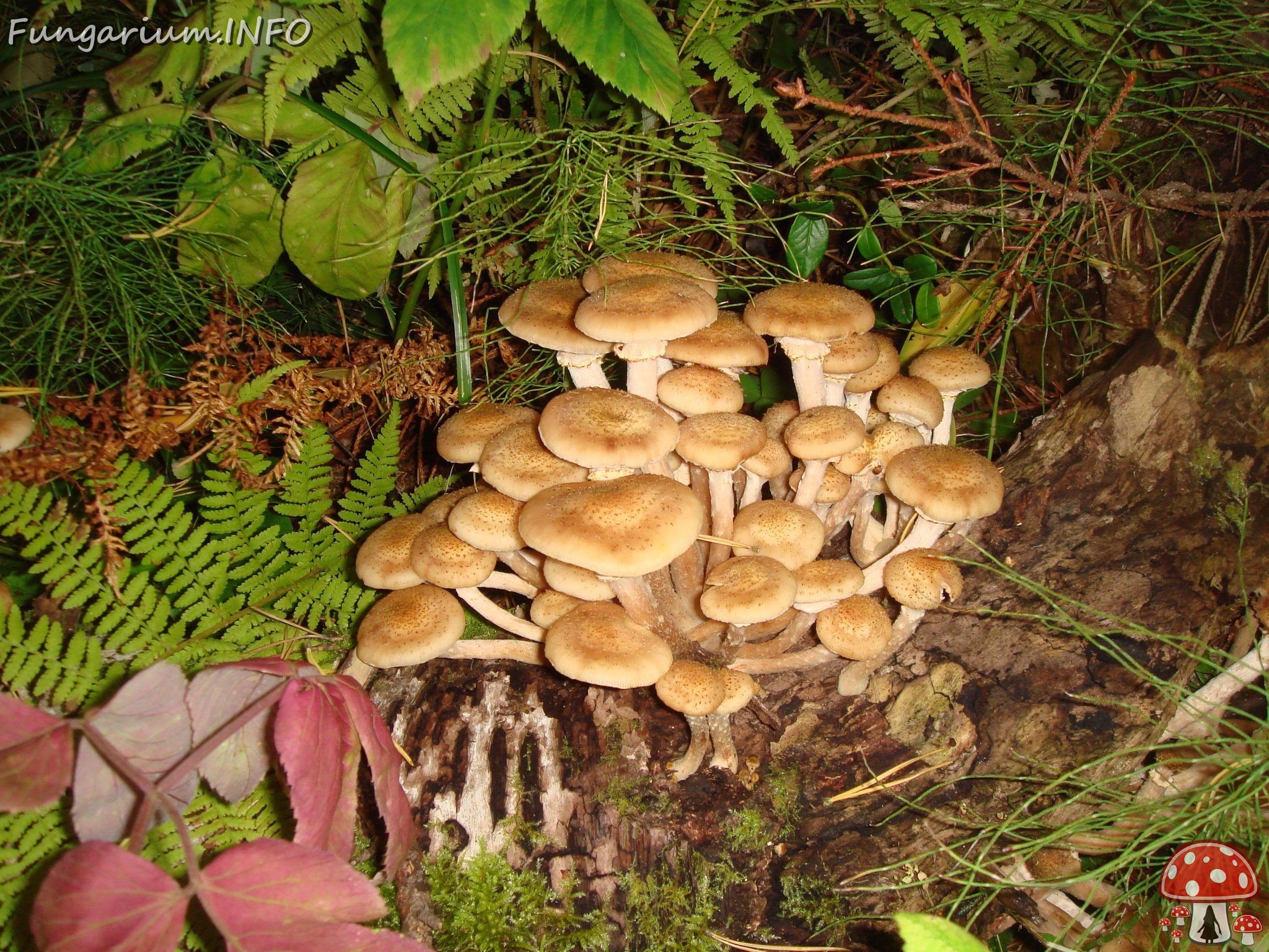 fungi-0004113 