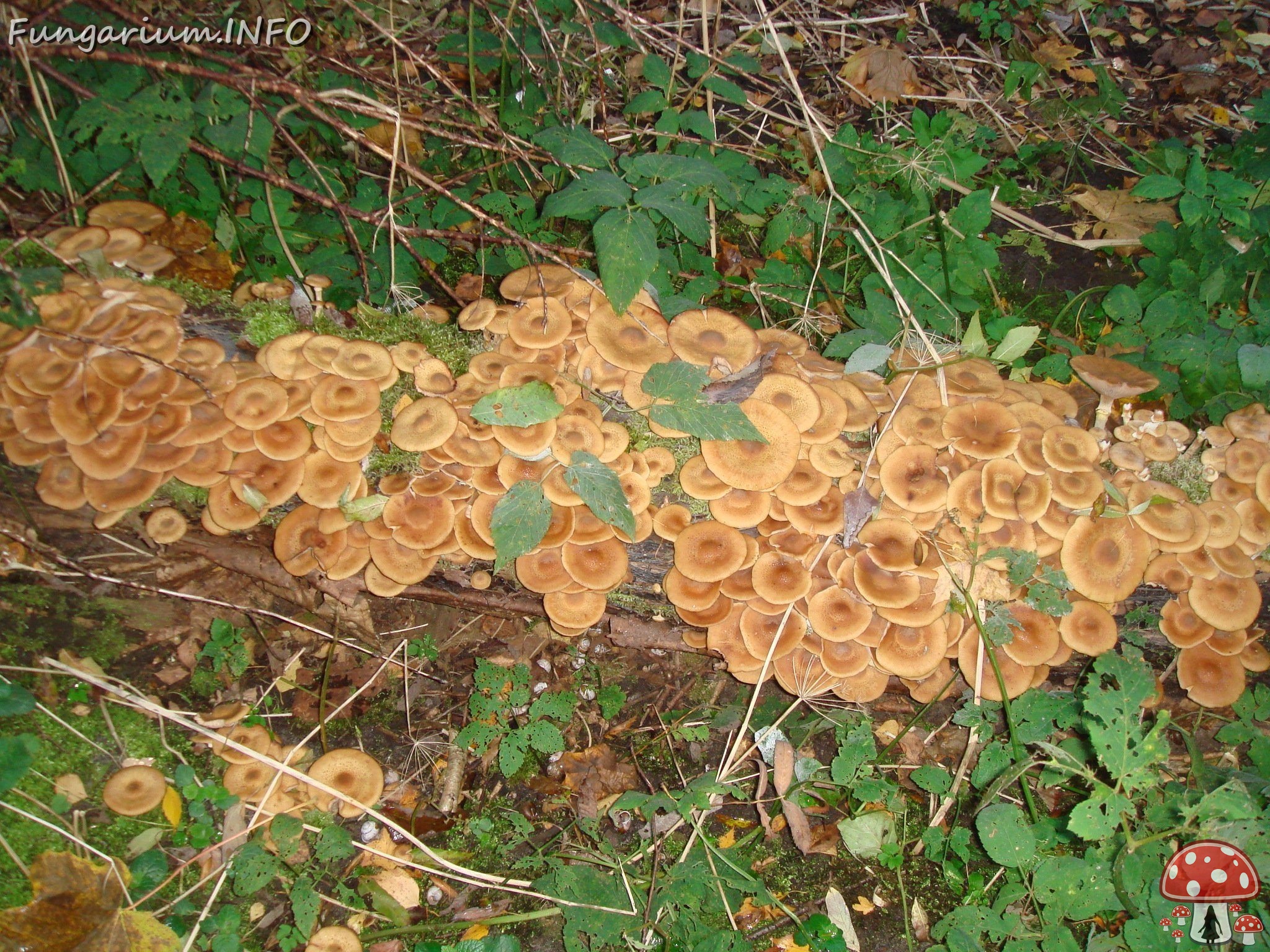 fungi-0004224 