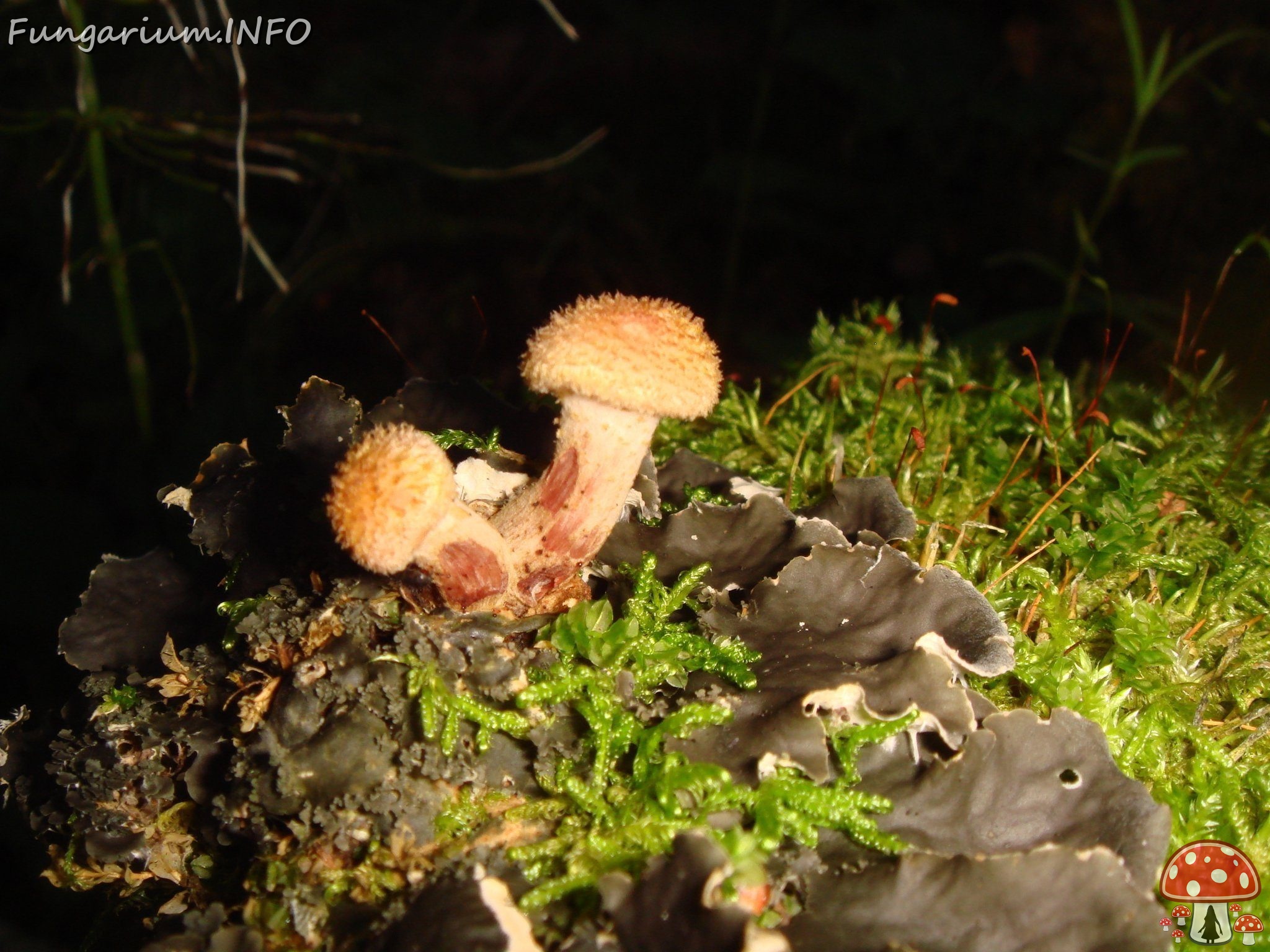 fungi-0003955 