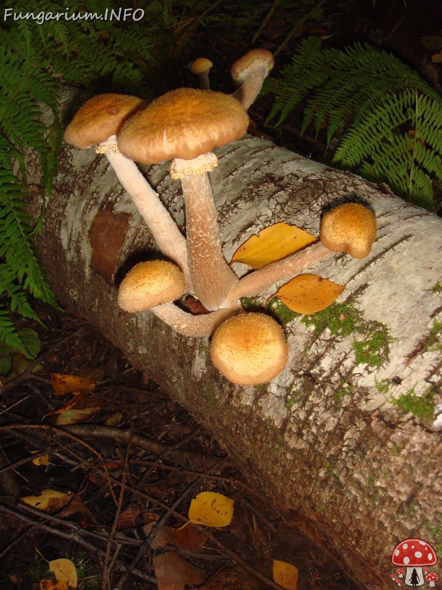 fungi-0004109 