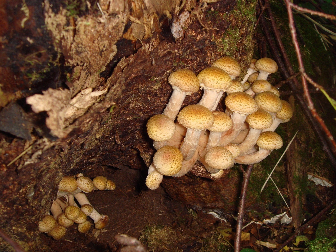 fungi-0003963