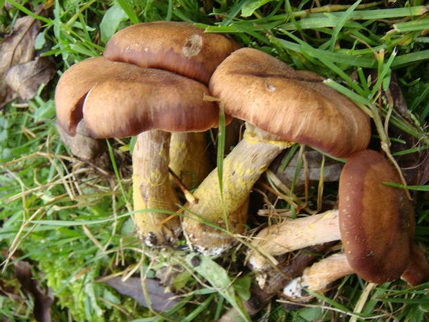 Armillaria ostoyae - Опёнок тёмный - Dark Honey Mushroom - Dunkler Hallimasch