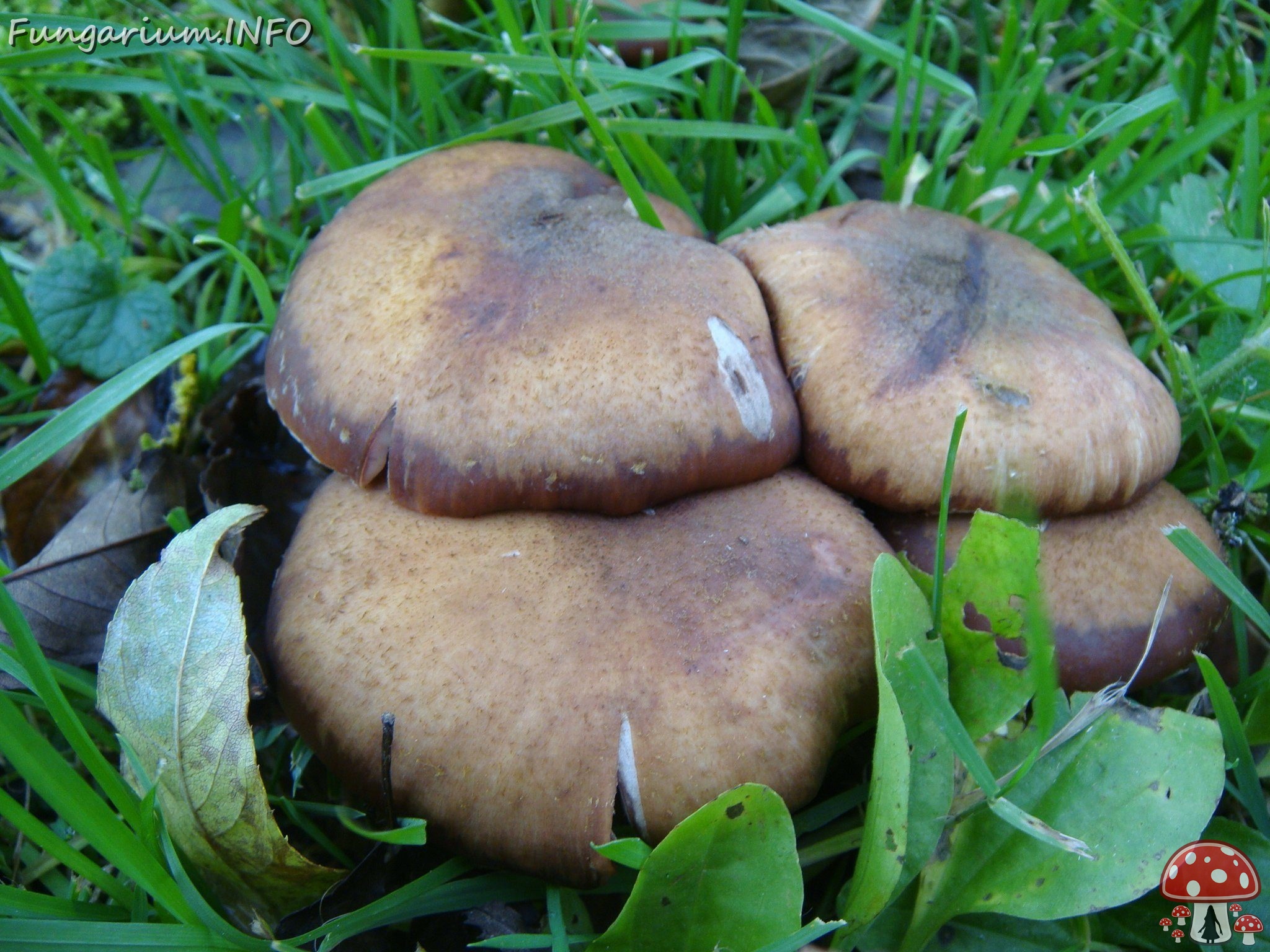 fungi-0002675 