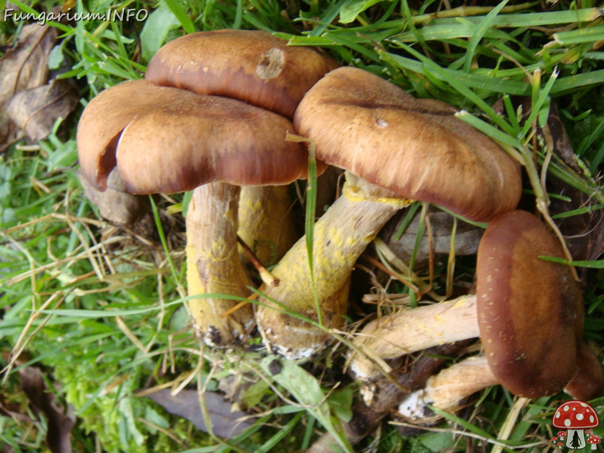 fungi-0002678 