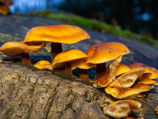 Flammulina velutipes - Опёнок зимний - Velvet Foot - Samtfußrübling Flammulina velutipes, commonly known as the Velvet Foot or Samtfußrübling in German, is a small to medium-sized mushroom...