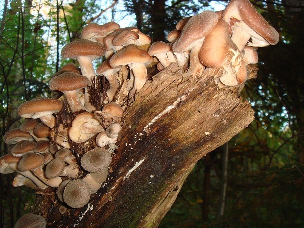 Armillaria cepistipes - Опёнок луковичноногий - Bulbous Honey Mushroom - Zwiebelstieliger Hallimasch Armillaria cepistipes, commonly known as the Bulbous Honey Mushroom or Zwiebelstieliger Hallimasch in German, is a...