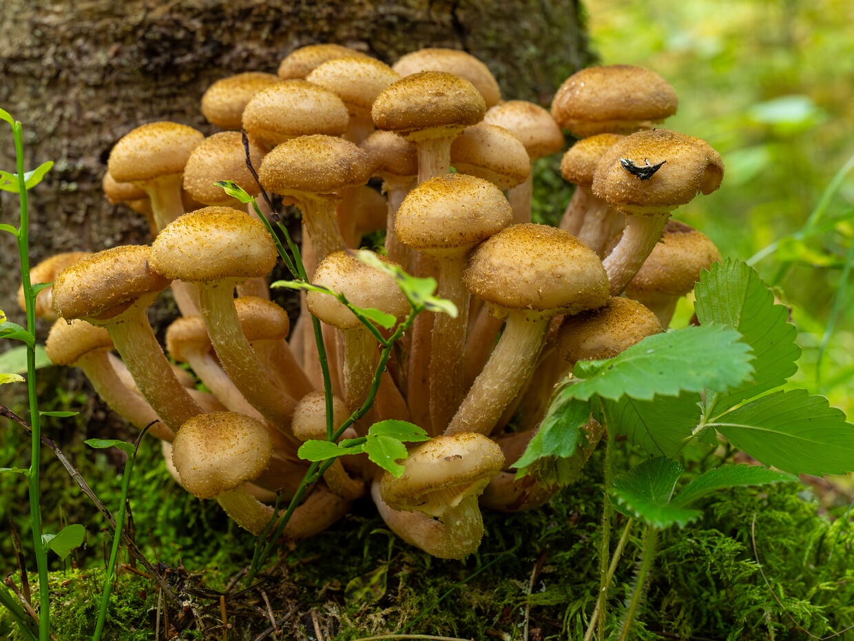 🇬🇧 honey fungus - 🇩🇪 Honiggelber Hallimasch - 🇪🇪 Mesi-külmaseen - 🇷🇺 Опёнок осенний 🆔 Armillaria mellea (Vahl) P.Kumm. ℹ️ Hymenium: Gills, white when young, yellow-to-cream tinged with age, spacing...