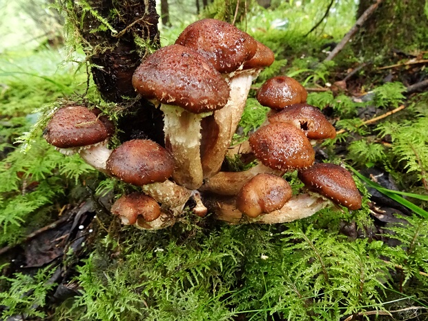 Armillaria borealis - Опёнок северный - Northern Honey Mushroom - Nordischer Hallimasch Armillaria borealis, commonly known as the Northern Honey Mushroom or Nordischer Hallimasch in German, is a medium-sized...
