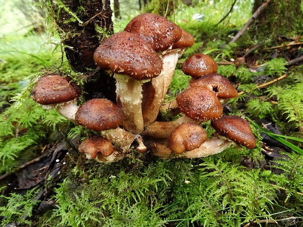 Armillaria borealis - Опёнок северный - Northern Honey Mushroom - Nordischer Hallimasch Armillaria borealis, commonly known as the Northern Honey Mushroom or Nordischer Hallimasch in German, is a medium-sized...