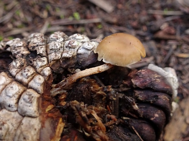 Strobilurus tenacellus - Стробилюрус черенковый - Pinecone Cap - Zapfenrübling Strobilurus tenacellus, commonly known as the Pinecone Cap or Zapfenrübling in German, is a small mushroom species...