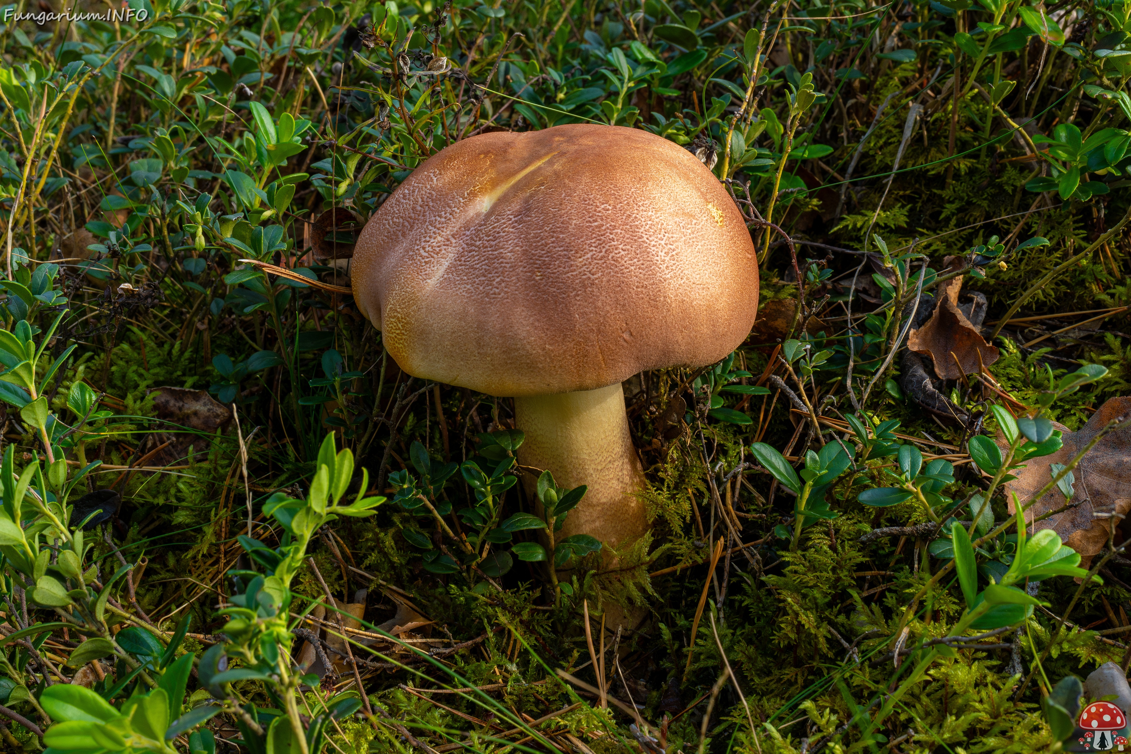 tricholomopsis-rutilans_1-2 