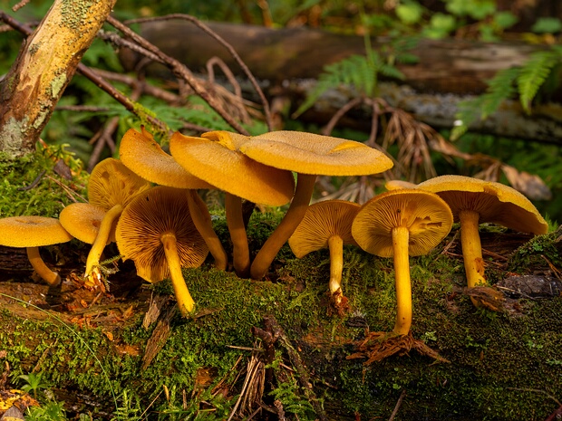 Трихоломопсис красивый - Tricholomopsis decora