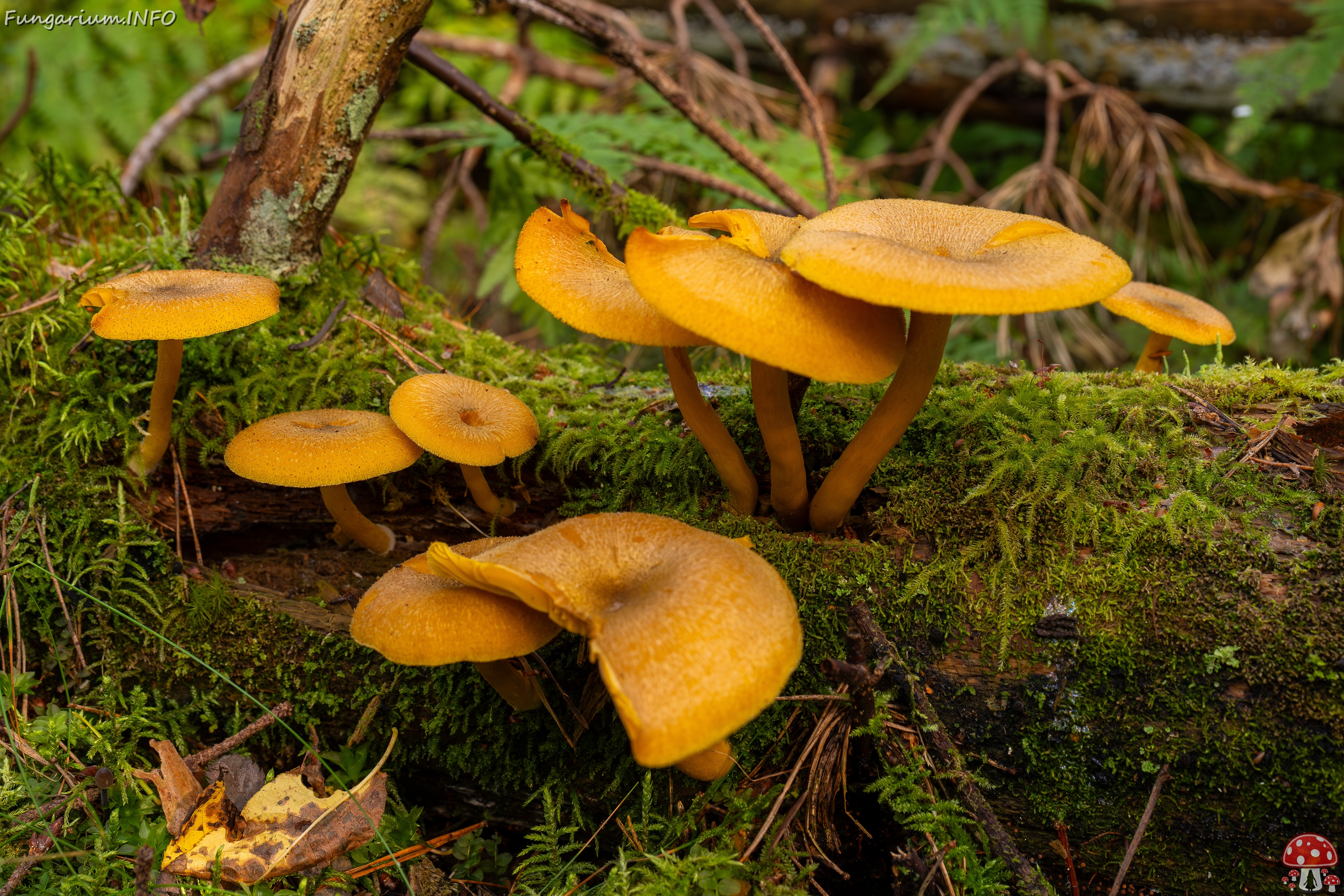 Tricholomopsis decora _2025-09-07_1-1 