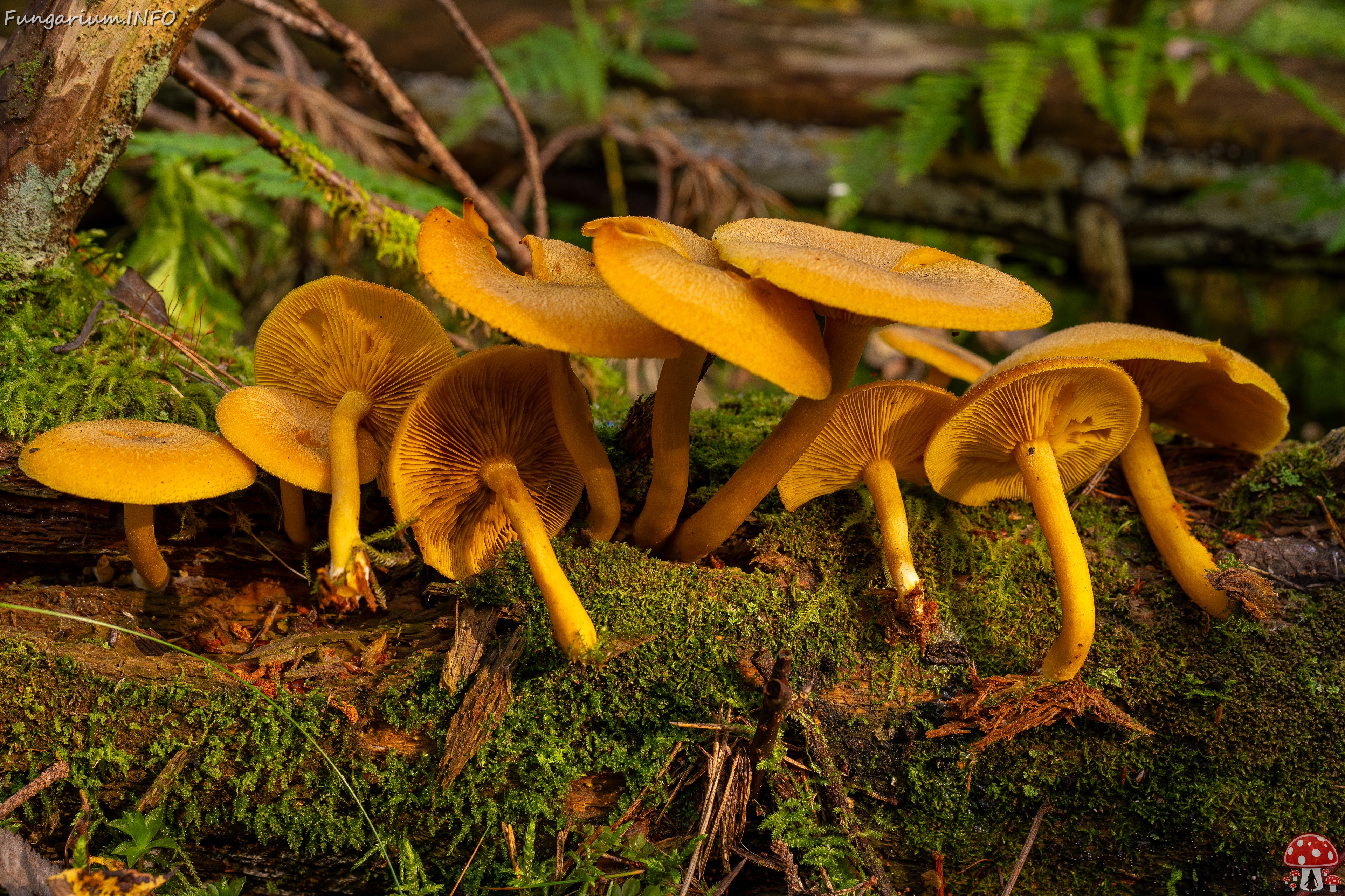 Tricholomopsis decora _2025-09-07_1-10 