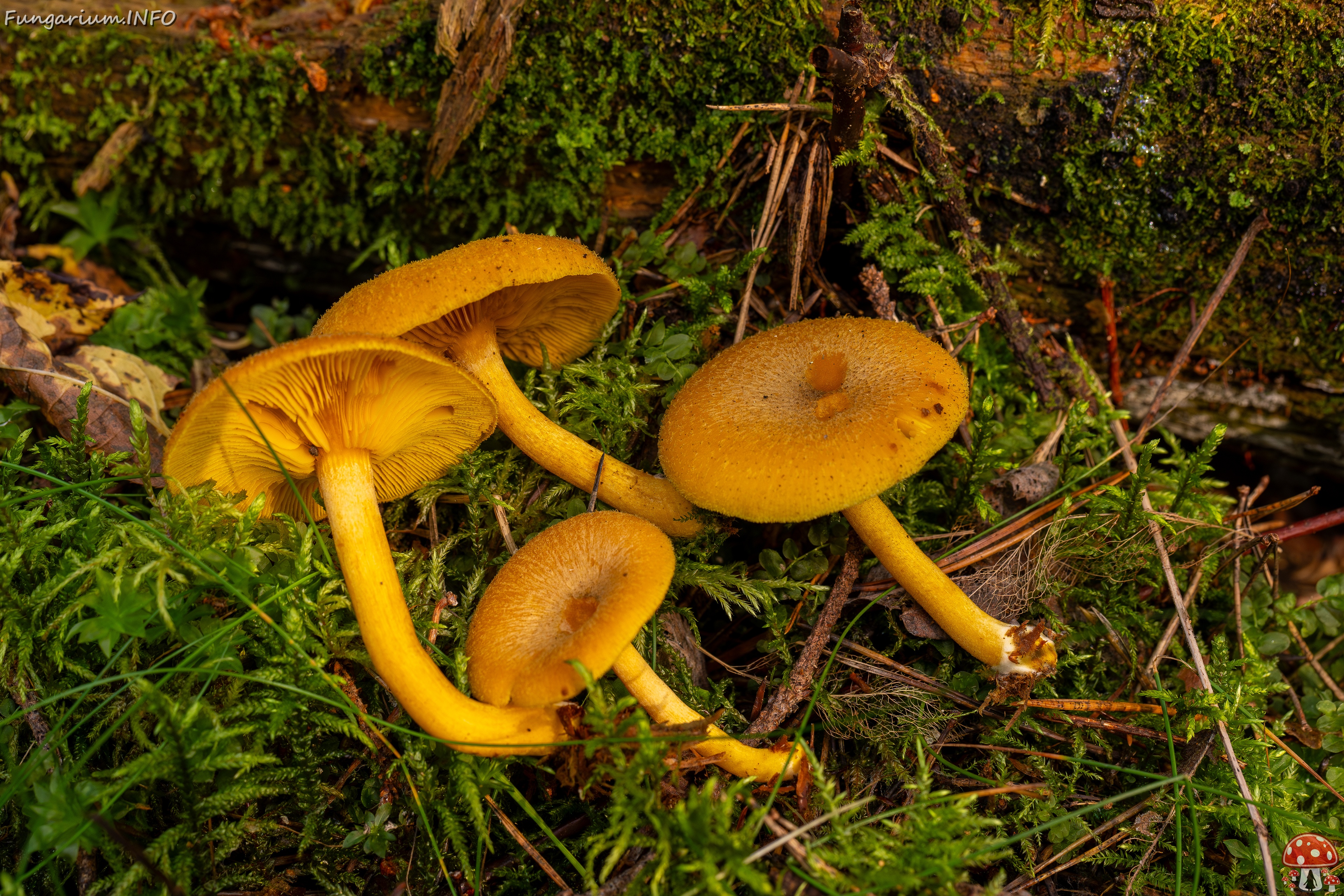 Tricholomopsis decora _2025-09-07_1-12 