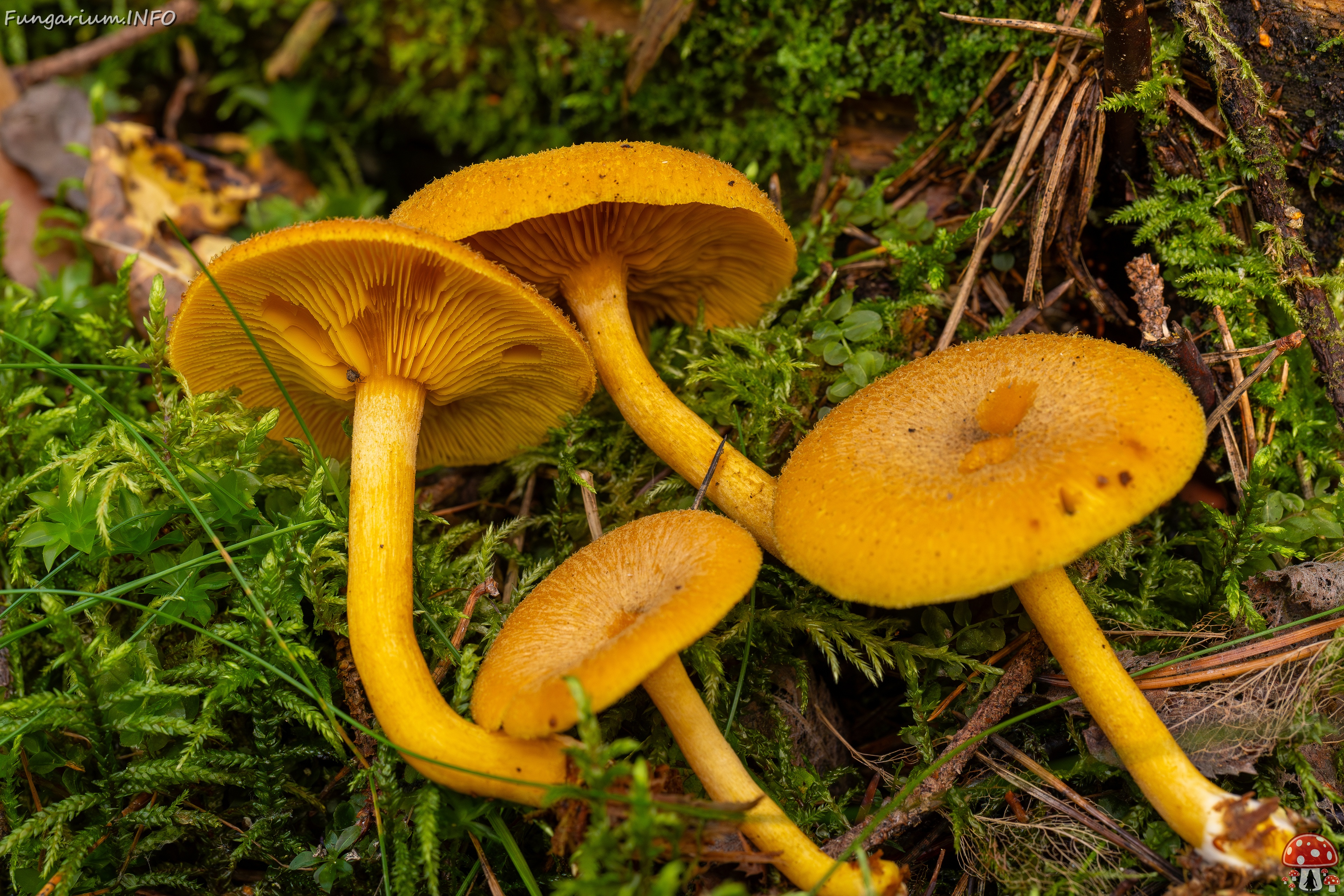 Tricholomopsis decora _2025-09-07_1-13 