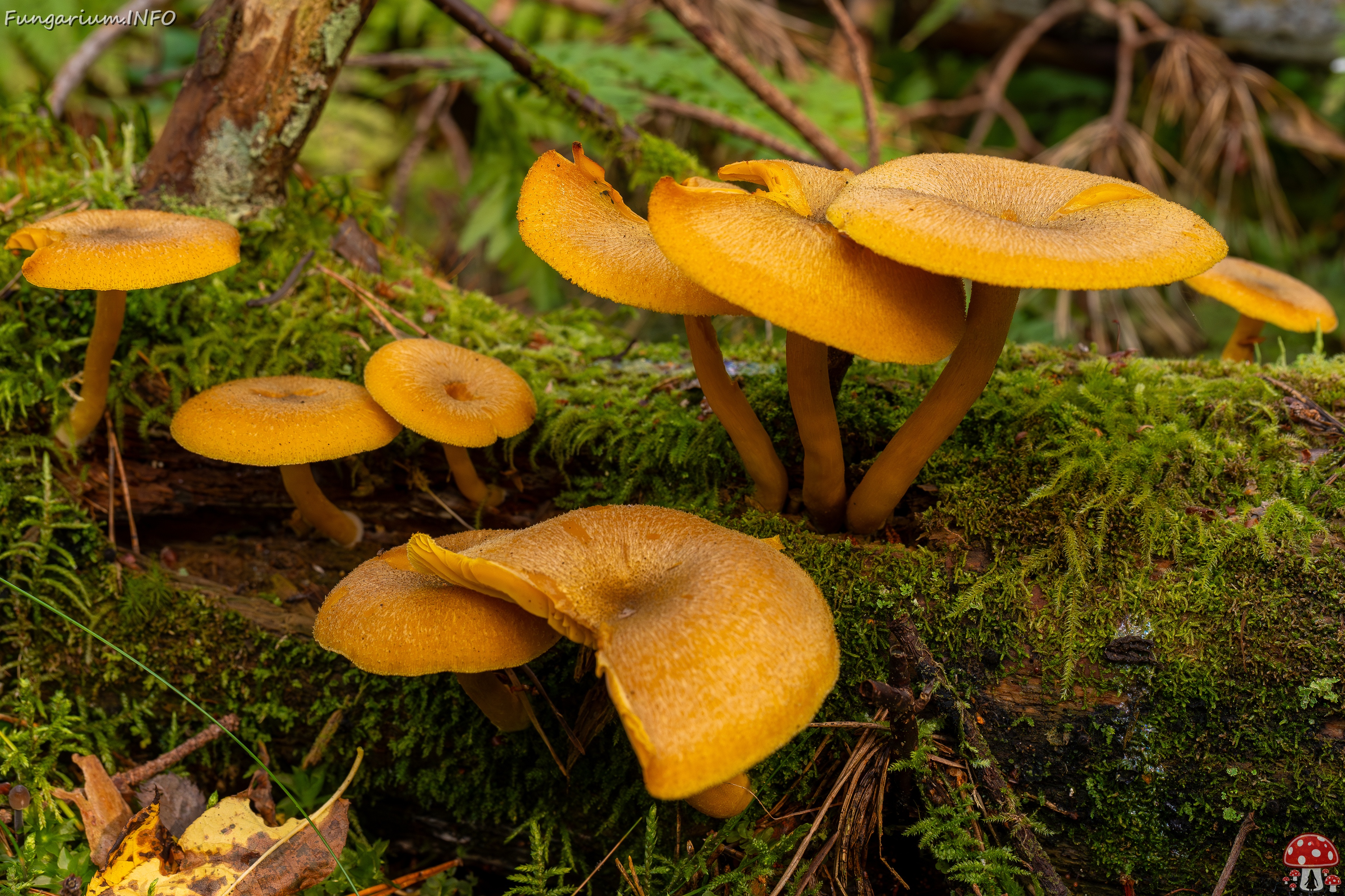 Tricholomopsis decora _2025-09-07_1-2 