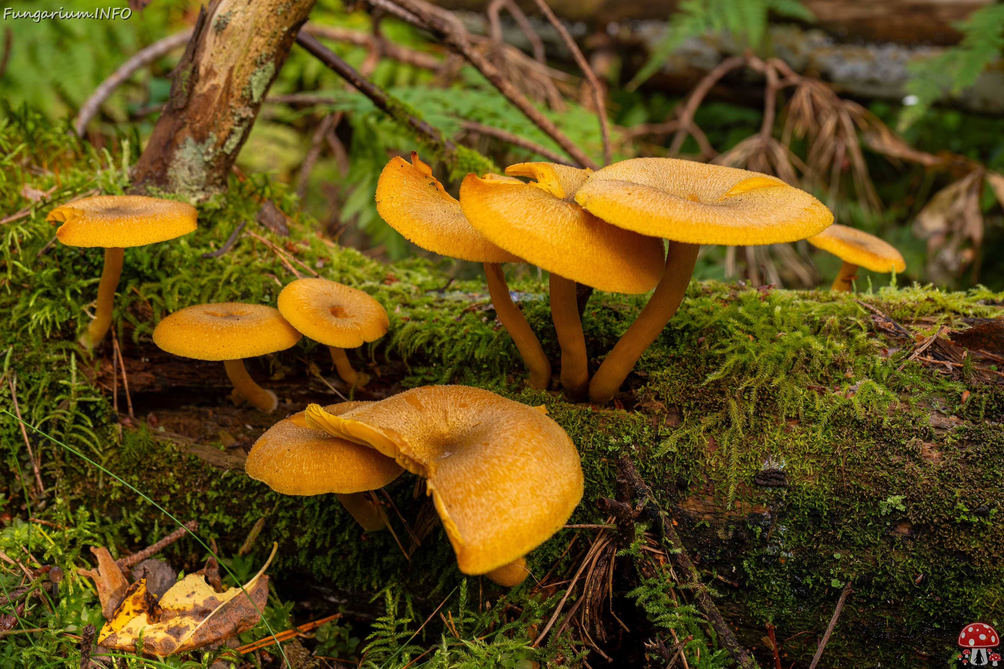 Tricholomopsis decora _2025-09-07_1-3 
