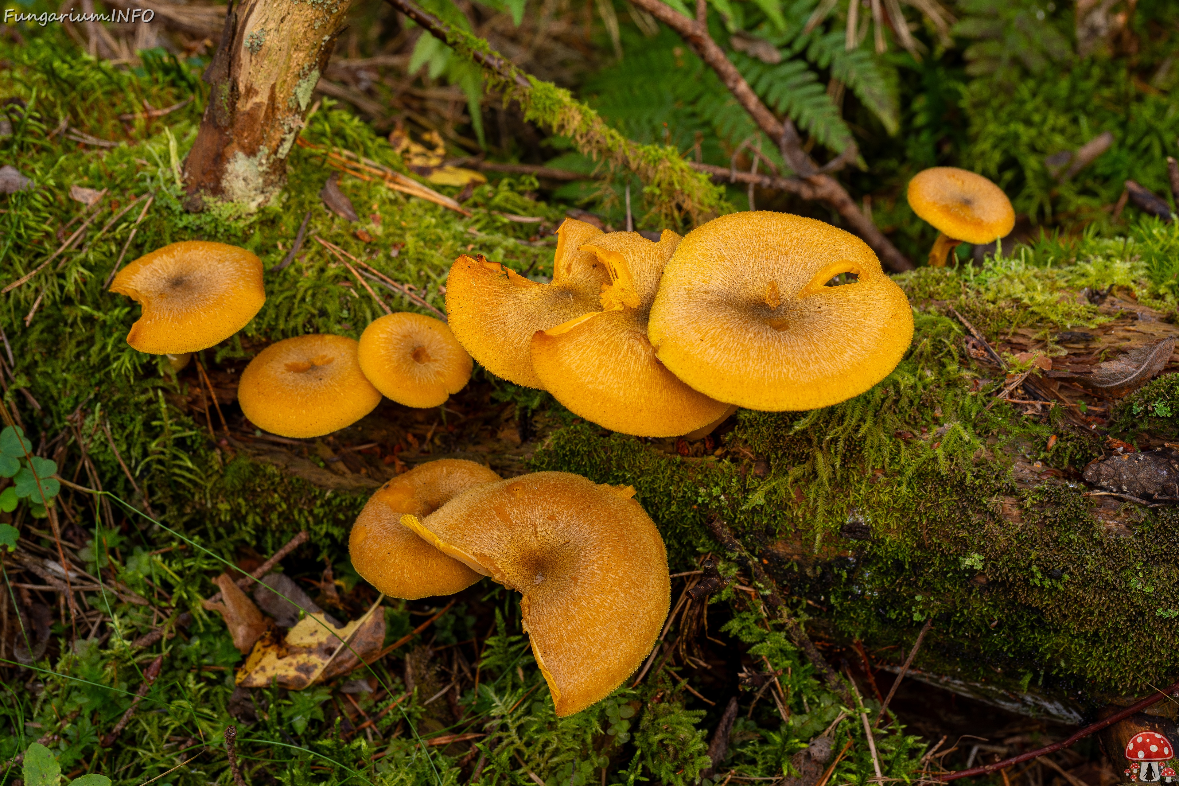 Tricholomopsis decora _2025-09-07_1-4 