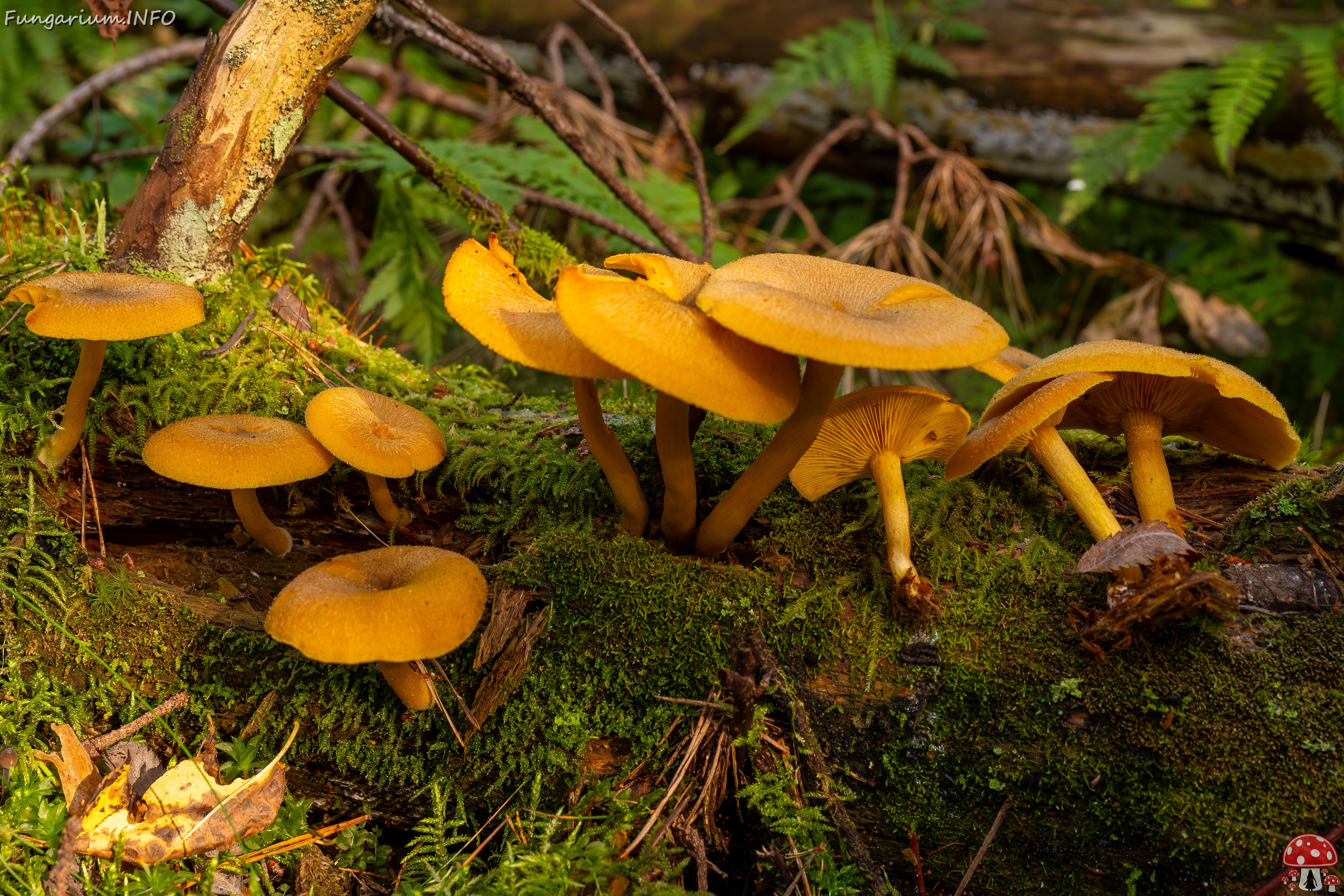 Tricholomopsis decora _2025-09-07_1-5 