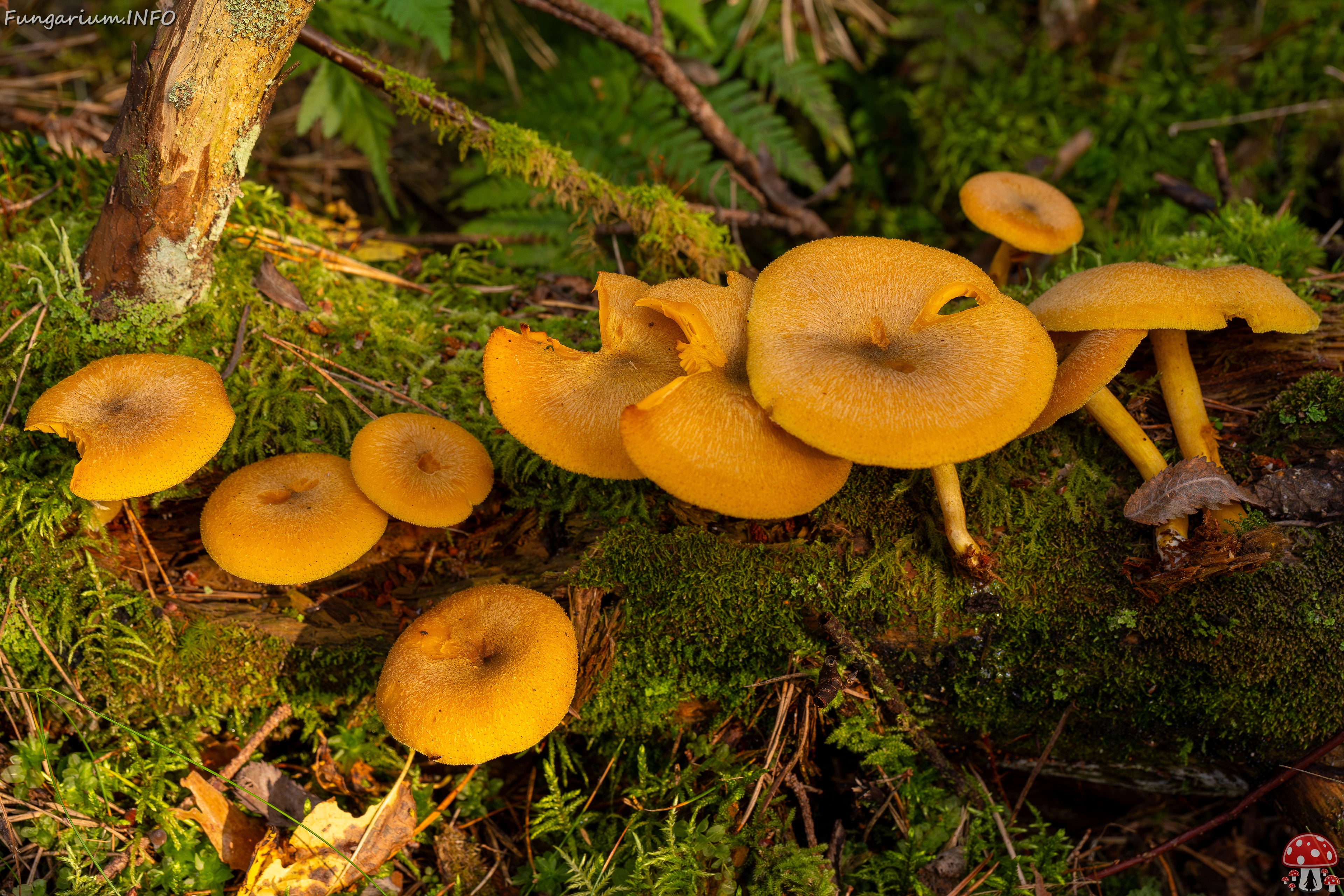 Tricholomopsis decora _2025-09-07_1-6 