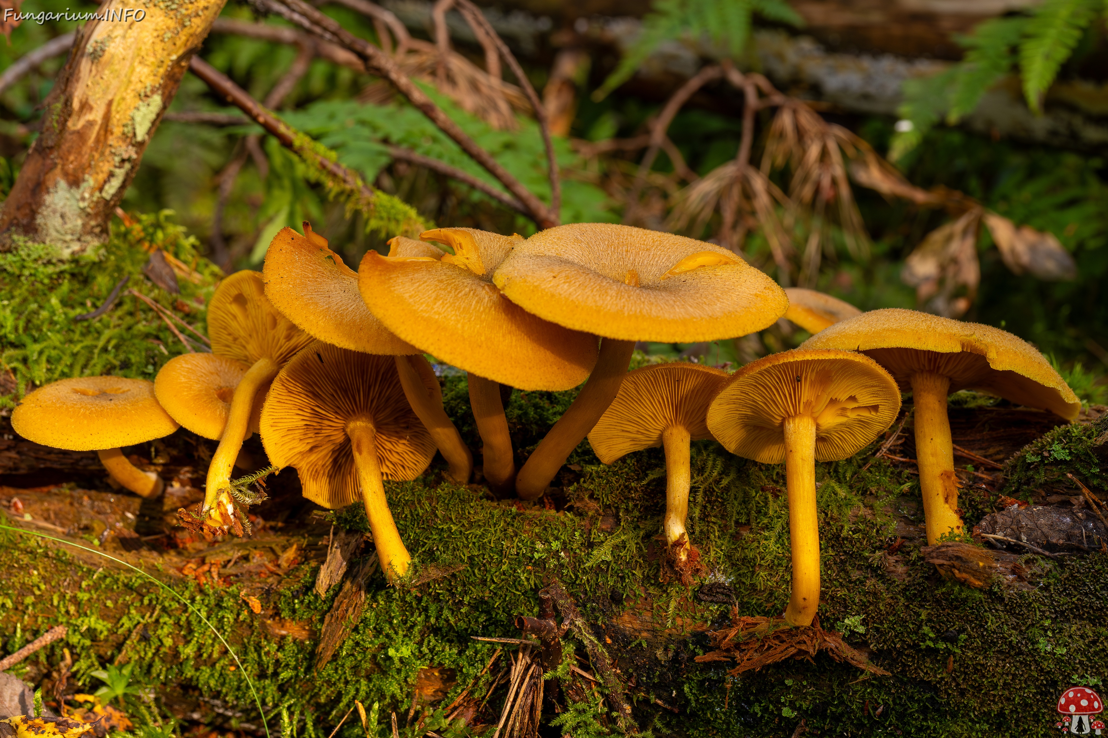 Tricholomopsis decora _2025-09-07_1-7 