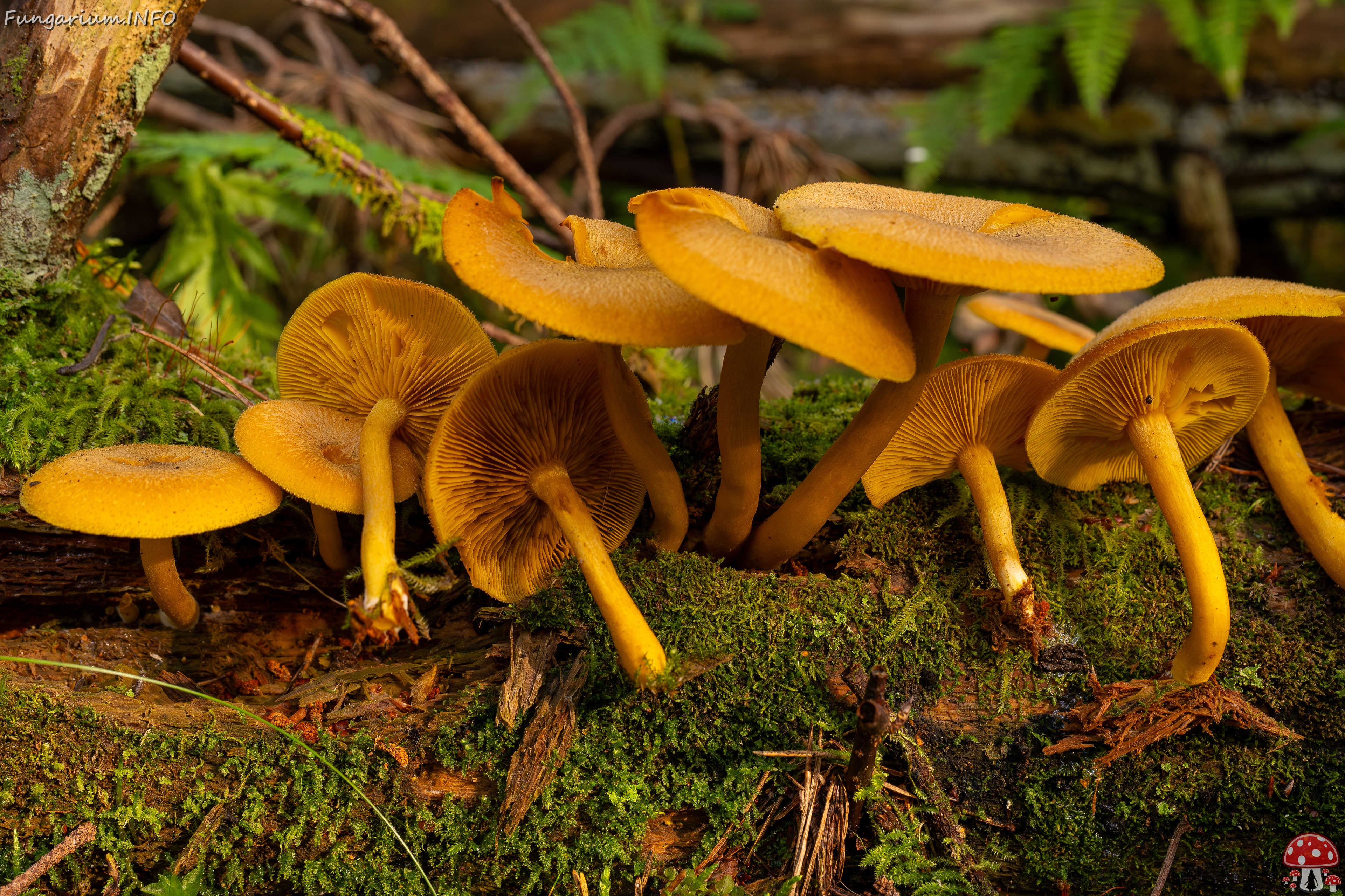 Tricholomopsis decora _2025-09-07_1-9 