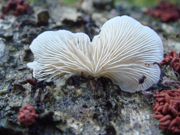 Cheimonophyllum candidissimum - Хеймонофиллум белейший - White Oysterette - Weißer Austernpilzähnlicher