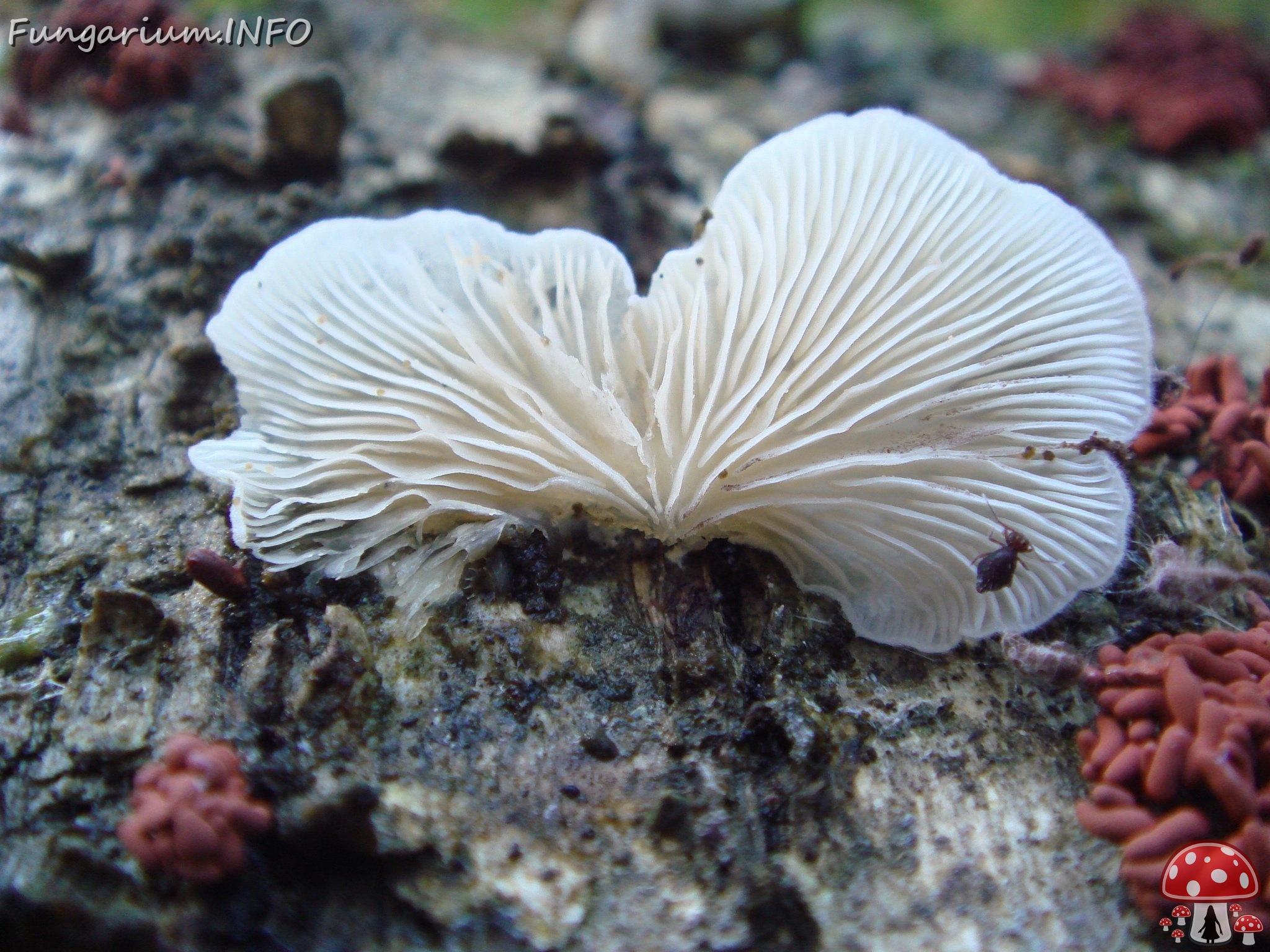 fungi-0001527 