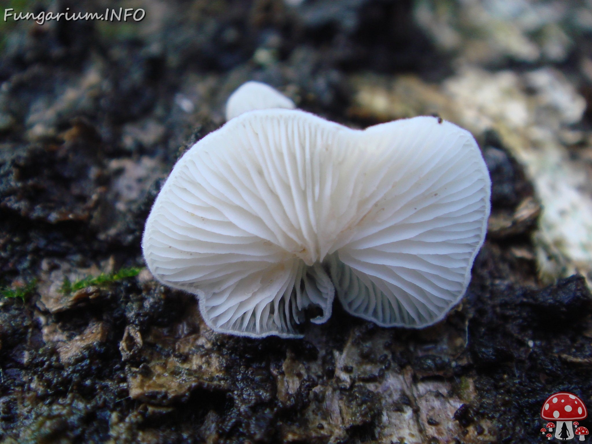 fungi-0001534 