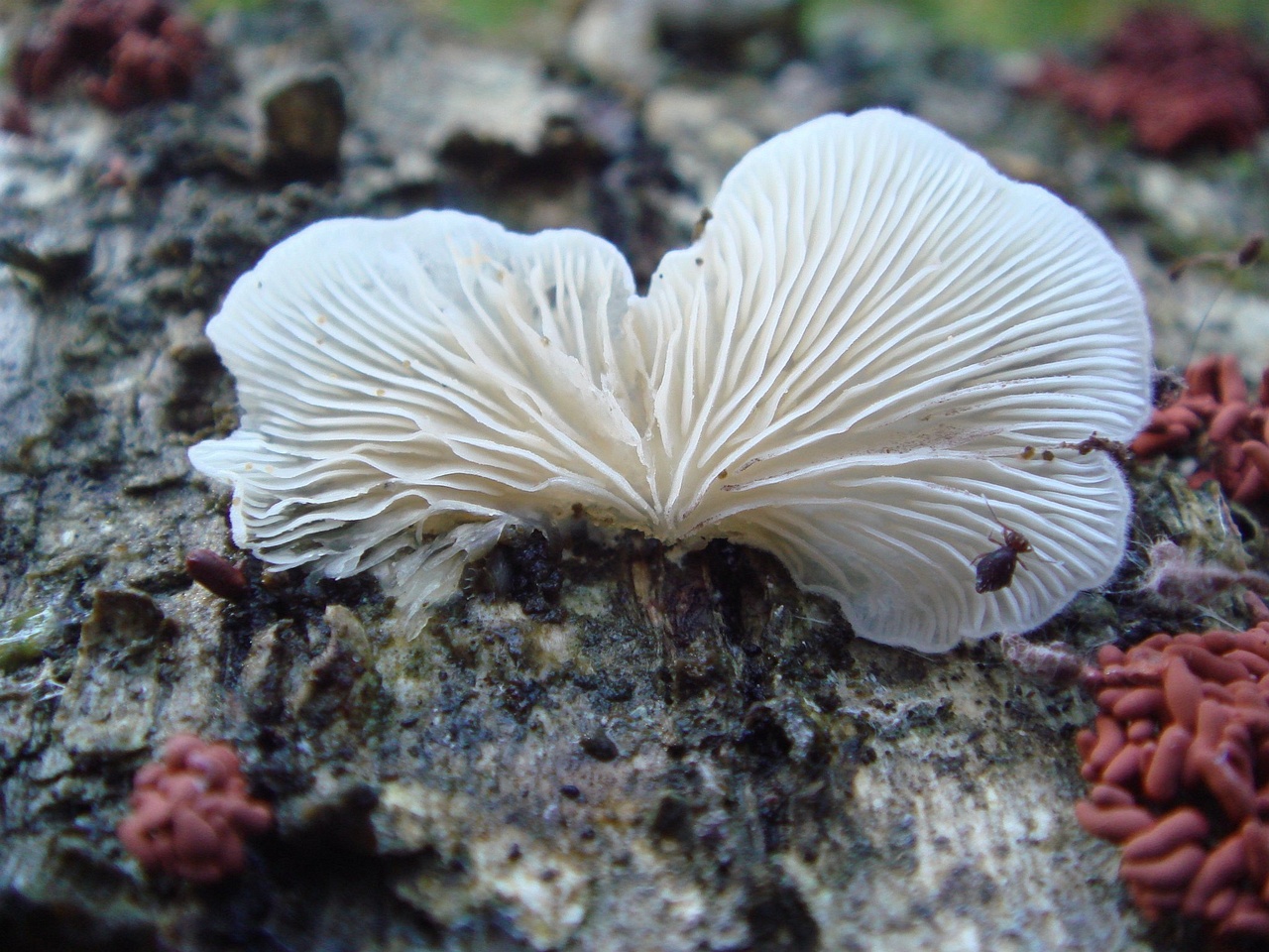 fungi-0001527