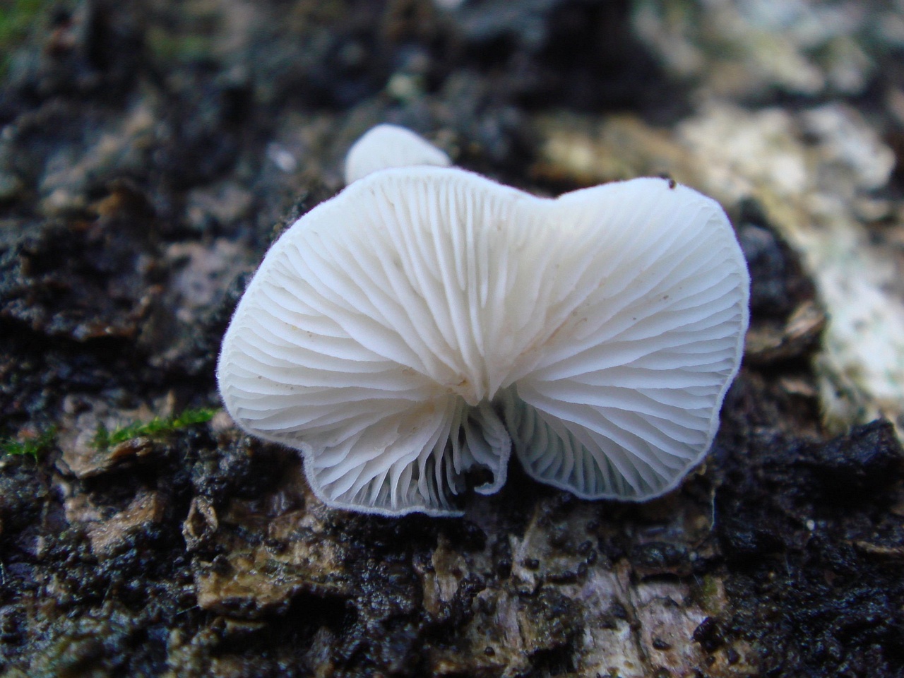 fungi-0001534